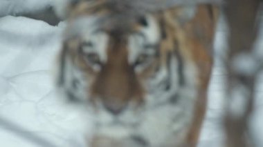 Kışın şiddetli kar yağarken kış dağlarında kaplan Amur kaplanı portresi. 4k sinemasal ağır çekim vahşi yaşam görüntüsü, 120 fps