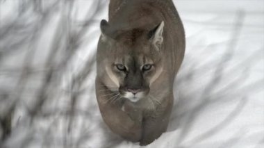 Kışın şiddetli kar yağışı sırasında kış dağlarında bir puma, dağ aslanı ve puma portresi. 4k sinemasal ağır çekim vahşi yaşam görüntüsü, 120 fps