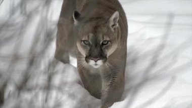 Kışın şiddetli kar yağışı sırasında kış dağlarında bir puma, dağ aslanı ve puma portresi. 4k sinemasal ağır çekim vahşi yaşam görüntüsü, 120 fps