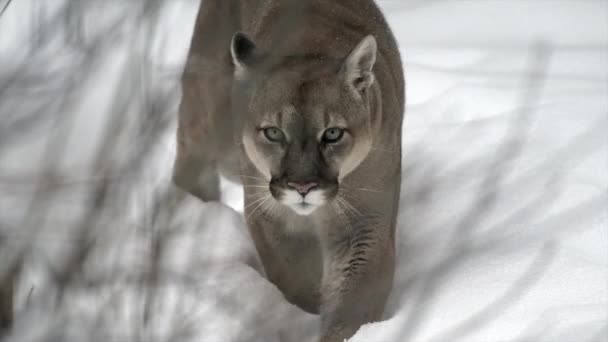 Portrait of a cougar, mountain lion, puma, in winter mountains during heavy snowfall at winter. 4k cinematic slow motion wildlife footage, 120 fps — стоковое видео