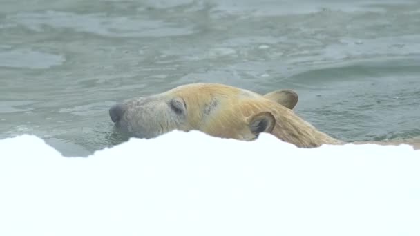 Polar bear in winter landscape at snowfall, swimming in cold water across broken ice. 4k Cinematic slow motion footage — Wideo stockowe