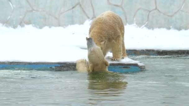 Polar bear in winter landscape at snowfall, swimming in cold water across broken ice. 4k Cinematic slow motion footage — Wideo stockowe