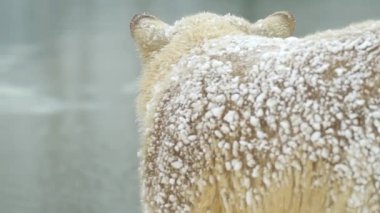 Kış mevsiminde kutup ayısı kar yağışı altında buzun üzerinde soğuk suda yüzüyor. 4k Sinematik ağır çekim