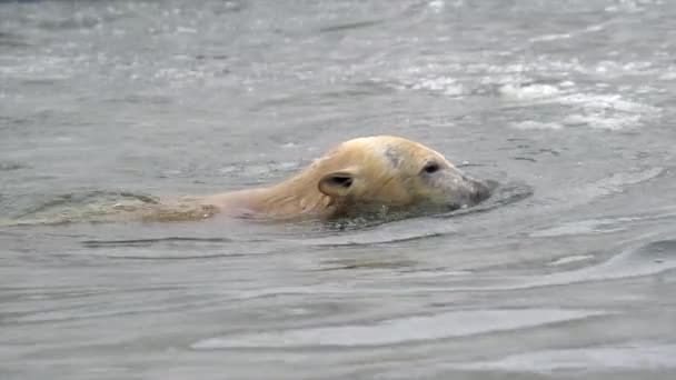 Polar bear in winter landscape at snowfall, swimming in cold water across broken ice. 4k Cinematic slow motion footage — Wideo stockowe