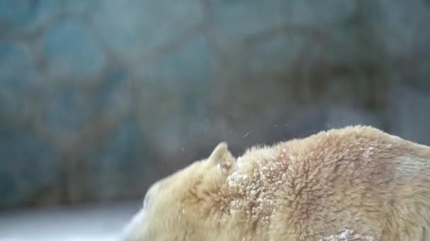 Kış mevsiminde kutup ayısı kar yağışı altında buzun üzerinde soğuk suda yüzüyor. 4k Sinematik ağır çekim — Stok video