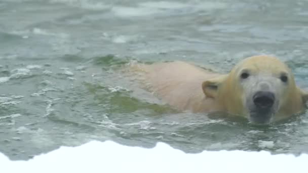 북극곰은 눈이 내리는 겨울 풍경에서 부러진 얼음 위를 차가운 물에서 헤엄쳐 다닙니다. 4k 영화 슬로우 모션 동영상 — 비디오