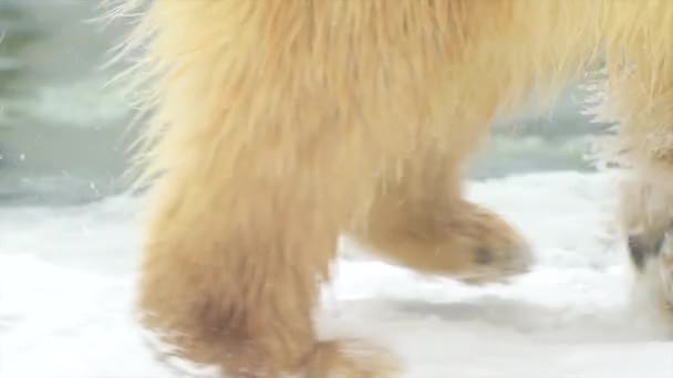북극곰은 눈이 내리는 겨울 풍경에서 부러진 얼음 위를 차가운 물에서 헤엄쳐 다닙니다. 4k 영화 슬로우 모션 동영상 — 비디오
