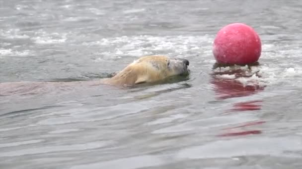 Jegesmedve télen hóeséskor, hideg vízben úszik a törött jégen. Fiatal jegesmedve játszik a labdával az állatkertben. 4k Cinematic lassított felvétel — Stock videók