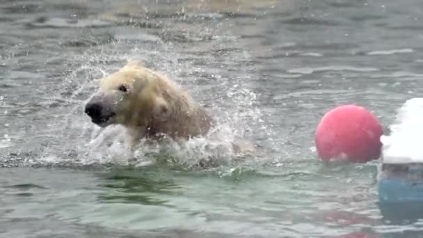 Niedźwiedź polarny w zimowym krajobrazie przy opadach śniegu, pływający w zimnej wodzie przez łamany lód. Młody niedźwiedź polarny bawi się piłką w zoo. 4k Film w zwolnionym tempie — Wideo stockowe
