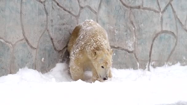 Matka lední medvěd a lední medvěd mládě v zimní krajině na sněžení, hrát hru, běh na měkké bílé čerstvý sníh. 4k Snímek s filmovým zpomalením — Stock video