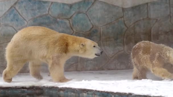 Mother Polar bear and Polar bear cub in winter landscape at snowfall, play game, running at soft white fresh snow. 4k Cinematic slow motion footage — стоковое видео