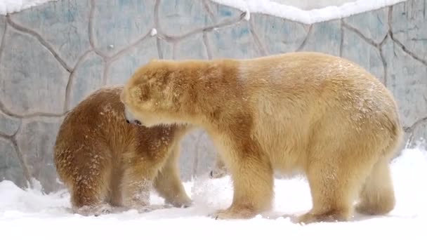 Mother Polar bear and Polar bear cub in winter landscape at snowfall, play game, running at soft white fresh snow. 4k Cinematic slow motion footage — Stock Video