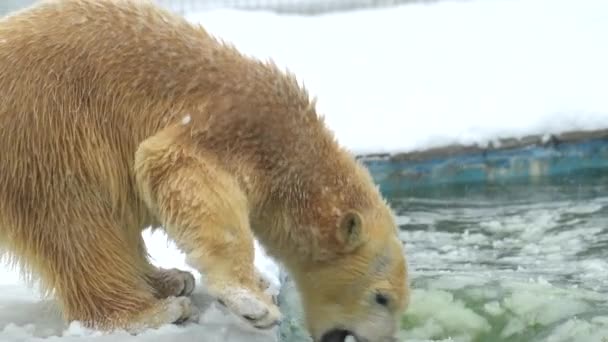 Eisbär in der Winterlandschaft bei Schneefall, schwimmt im kalten Wasser über gebrochenes Eis. 4k Filmmaterial in Zeitlupe — Stockvideo