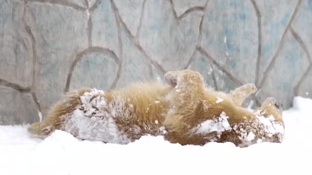 Oso polar en el paisaje de invierno en las nevadas, juego, corriendo en suave nieve fresca blanca. Imágenes en cámara lenta 4k Cinematic — Vídeo de stock