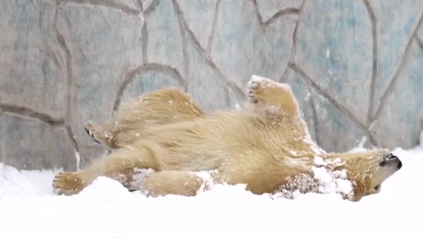Isbjörn i vinterlandskapet vid snöfall, spela spel, kör på mjuk vit nysnö. 4k Filmklipp i slow motion — Stockvideo