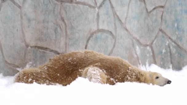 IJsbeer in de winter landschap bij sneeuwval, spel spelen, hardlopen op zachte witte verse sneeuw. 4k Cinematische slow motion beelden — Stockvideo