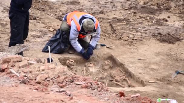 Genç arkeolog bir arkeolojik site çalışır — Stok video