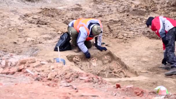 Genç arkeolog bir arkeolojik site çalışır — Stok video