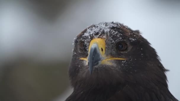 Águila imperial española en invierno durante las fuertes nevadas — Vídeo de stock