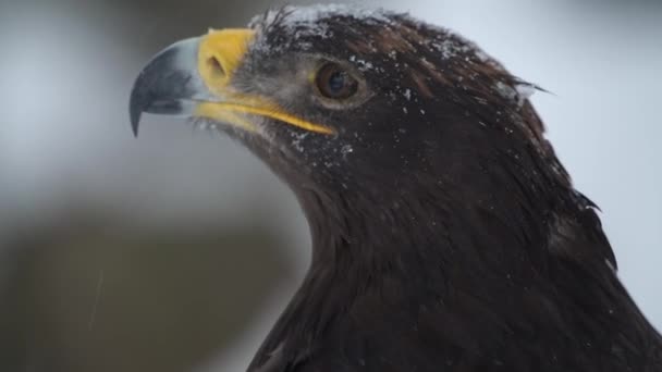 Aigle impérial espagnol en hiver lors de fortes chutes de neige au parc national — Video