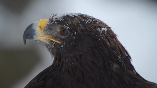 Águila imperial española en invierno durante las fuertes nevadas — Vídeo de stock
