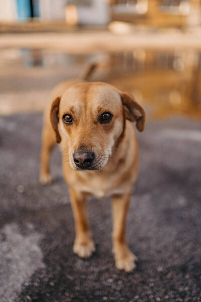 Borodyanka, Kyiv region, Ukraine. April 08, 2022: portrait of cute dog in liberated village Borodynka