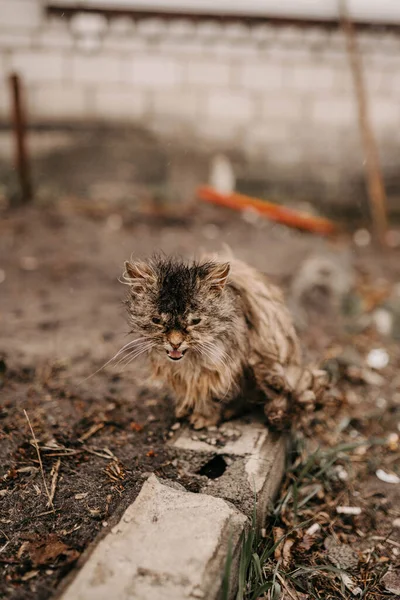 Borodyanka, región de Kiev, Ucrania. Abril 08, 2022: gatito en la aldea liberada Borodyanka - foto de stock