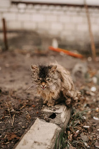 Borodyanka, région de Kiev, Ukraine. 08 avril 2022 : chaton dans un village libéré Borodyanka — Photo de stock