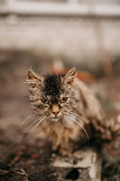 Borodyanka, région de Kiev, Ukraine. 08 avril 2022 : chaton dans un village libéré Borodyanka — Photo de stock