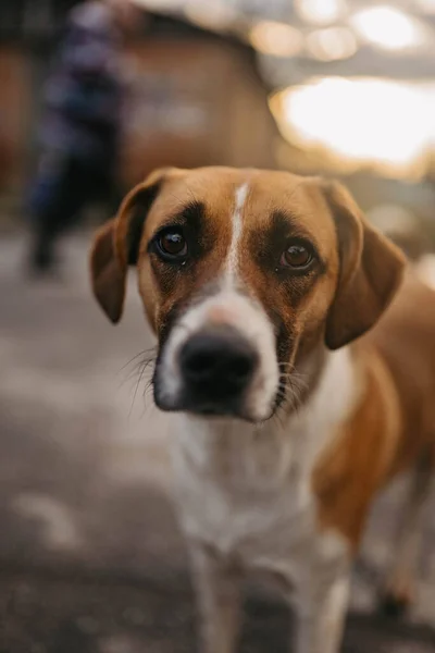 Borodyanka, Kyiv region, Ukraine. April 08, 2022: portrait of cute dog in liberated village Borodynka — Stock Photo