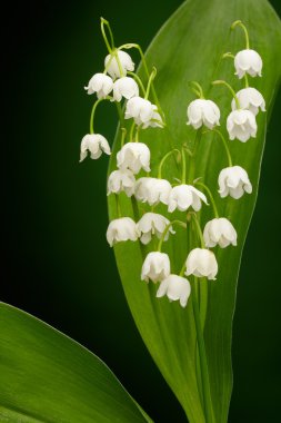 Convallaria majalis