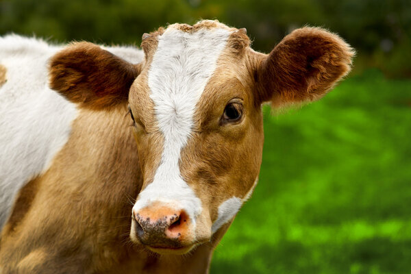 Юный телёнок
