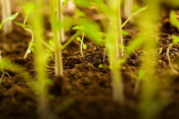 Green seedling — Stock Photo, Image