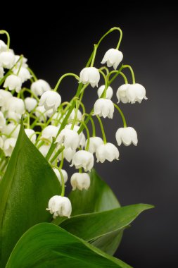 Convallaria majalis