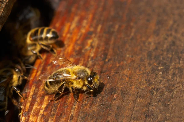 Colmena y abeja — Foto de Stock