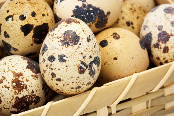 Quail eggs — Stock Photo, Image