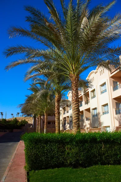 Palms and hotel — Stock Photo, Image