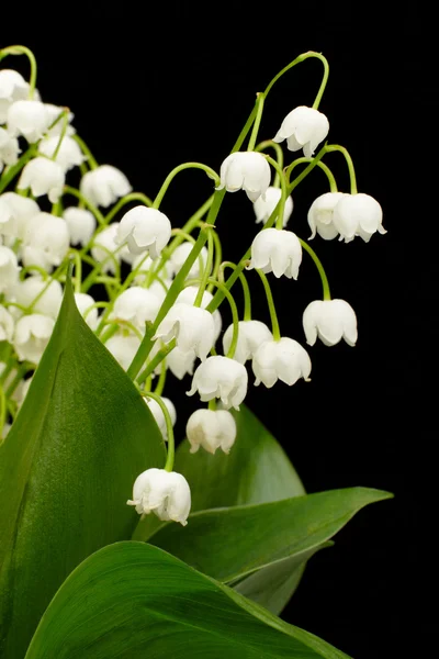 Convallaria majalis — Stock Photo, Image