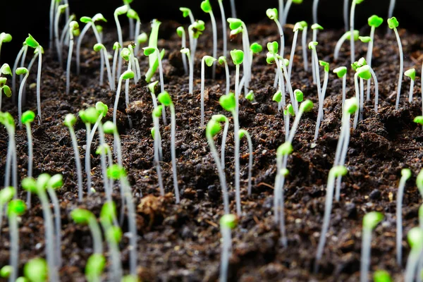 Plant seedlings Stock Picture