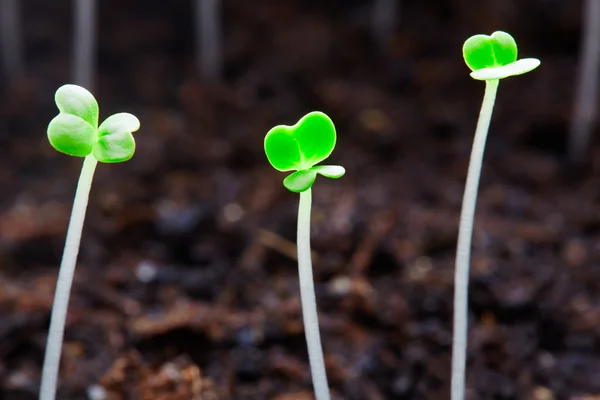 Plant seedlings — Stock Photo, Image