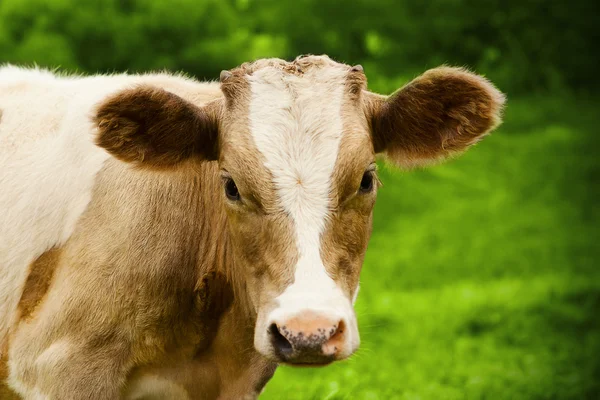 Calf — Stock Photo, Image