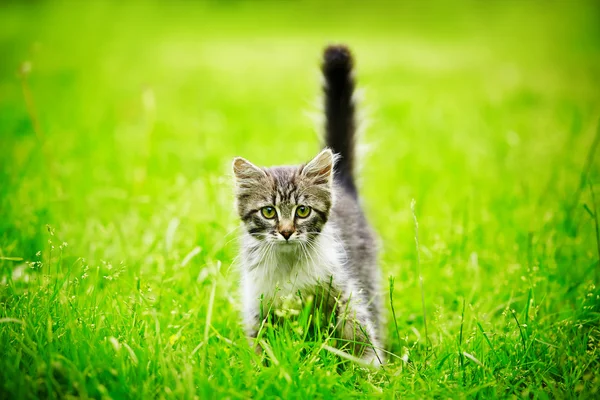 Kotě v trávě — Stock fotografie