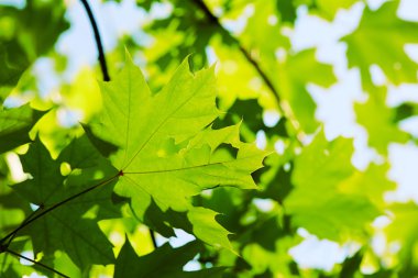 yeşil akçaağaç yaprakları