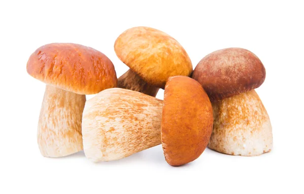 Порчини-грибы — стоковое фото