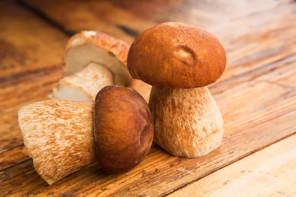 Jamur Porcini — Stok Foto