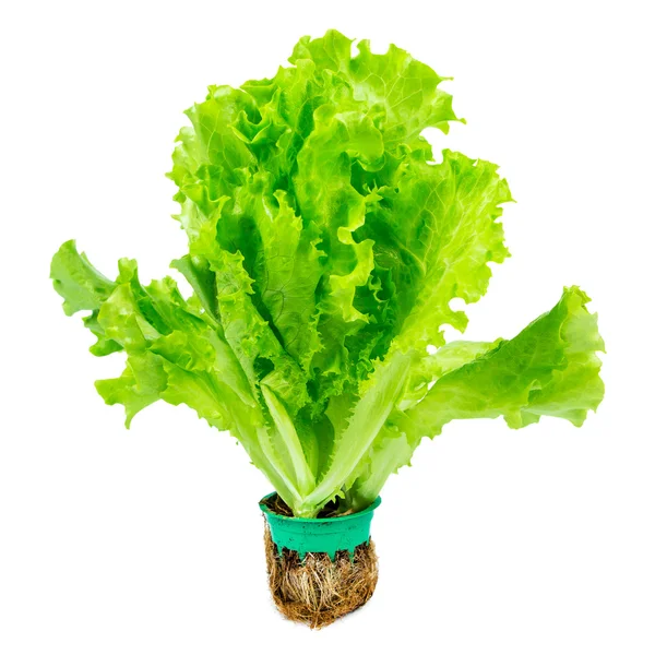 Lechuga fresca — Foto de Stock