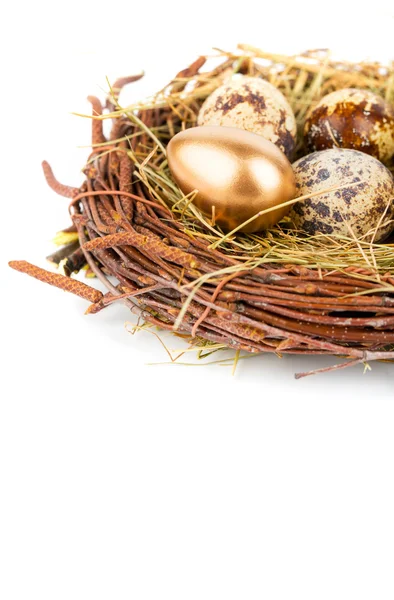 Gold Egg — Stock Photo, Image