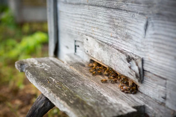 Abejas y colmena —  Fotos de Stock