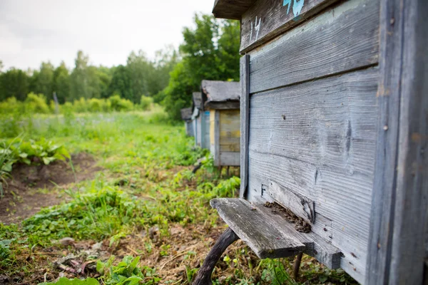 Beekeeping — Stock Photo, Image