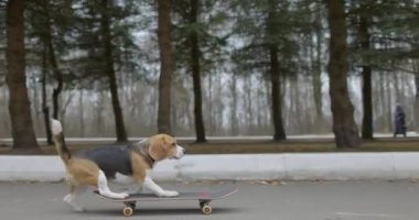 Av köpeği parkta kaykay sürüyor. Evcil köpek kaykayı dışarıda. Yavaş çekim.
